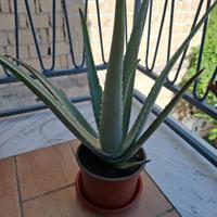 Aloe con vaso