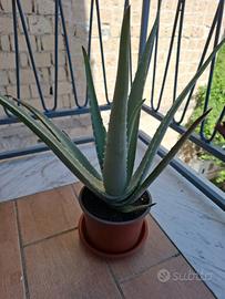 Aloe con vaso