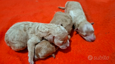 Cuccioli barboncino toy