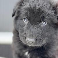 BERLINO - maschio, nato il 21/04/2025