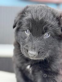 BERLINO - maschio, nato il 21/04/2025