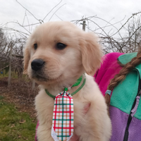 Golden retriever angloamericani