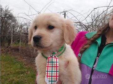 Golden retriever angloamericani