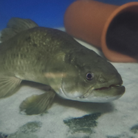 Hoplias aimara arowana cichla gar potamotrygon