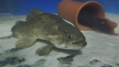 Hoplias aimara arowana cichla gar potamotrygon