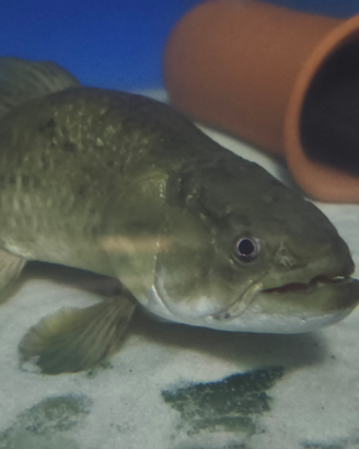 Hoplias aimara arowana cichla gar potamotrygon