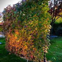 Grigliati per rampicanti 100x200 in ferro smaltato