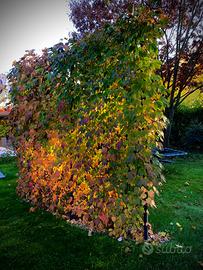 Grigliati per rampicanti 100x200 in ferro smaltato