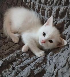Gattino/a bianco