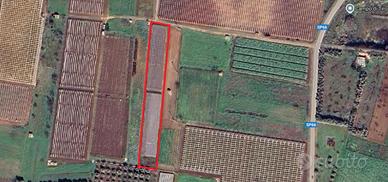 Vigneto Red Globe Pozzovivo