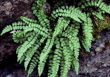 Splendida Felce Asplenium (Erba rugginina) - Vari