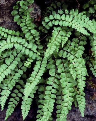 Splendida Felce Asplenium (Erba rugginina) - Vari