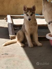 Cuccioli husky siberiano