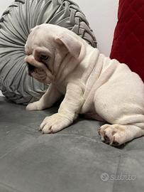 Cucciola di bulldog inglese