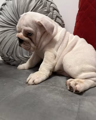 Cucciola di bulldog inglese