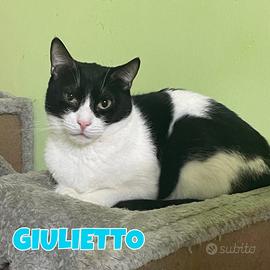 Giulietto gatto bianconero di 3 anni