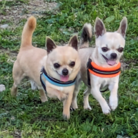 Stalloncino chihuahua