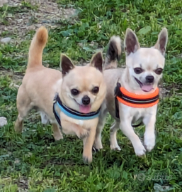 Stalloncino chihuahua