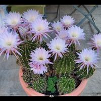 Piante grasse fiorite