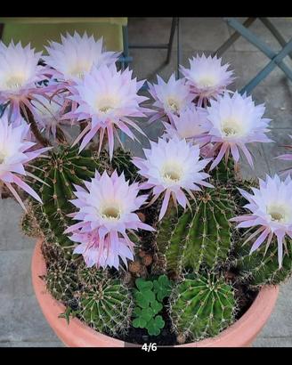 Piante grasse fiorite Echinopsis 