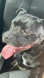 Englisch staffordshire Bullterrier per Monta