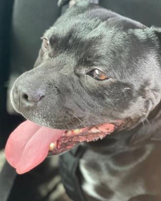 Englisch staffordshire Bullterrier per Monta