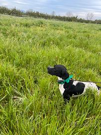 Pointer inglese