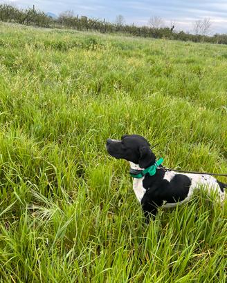 Pointer inglese