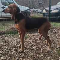 Segugio italiano femmina , scovatrice