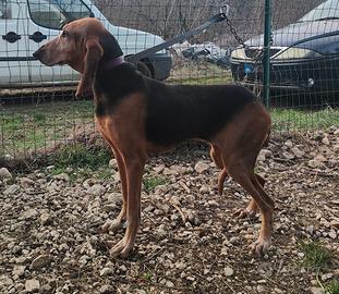 Segugio italiano femmina , scovatrice