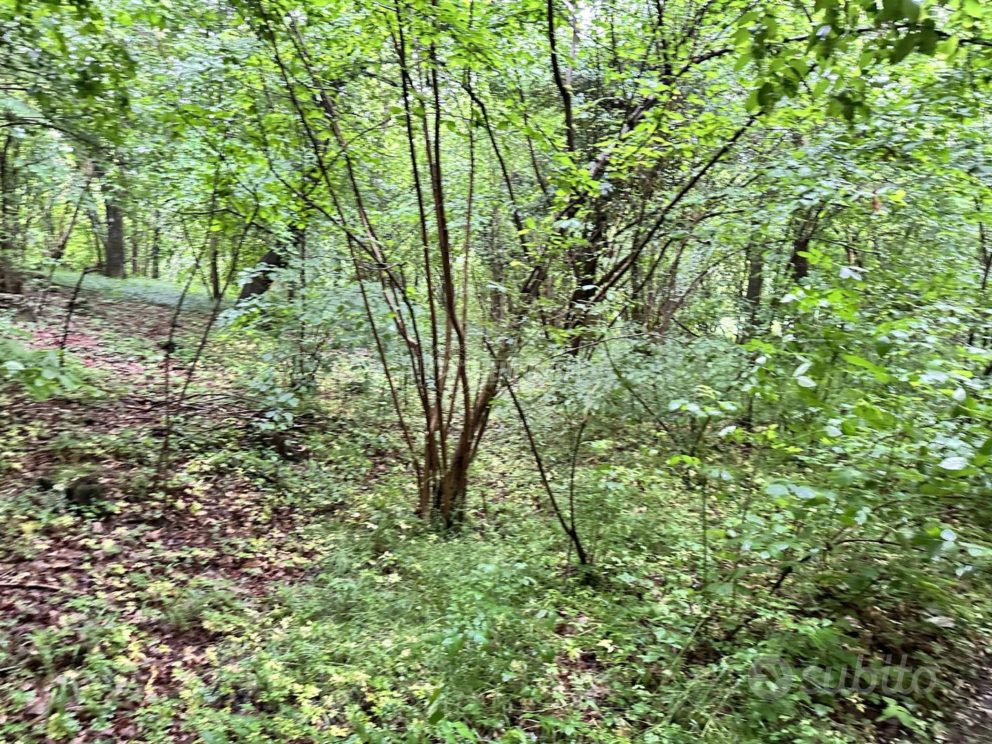 Lipomo - Terreno boschivo - Vista 5