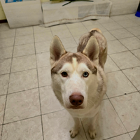 Cane Husky
