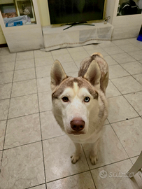 Cane Husky