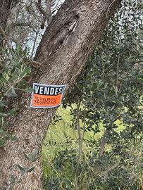 Terreno agricolo con 57 alberi ulivo