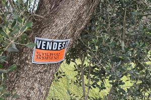 Terreno agricolo con 57 alberi ulivo