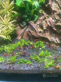 Neocaridina Davidi