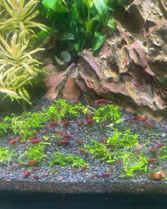 Neocaridina Davidi