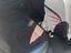 Immagine 11