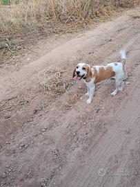 Cane da compagnia