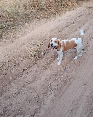Cane da compagnia