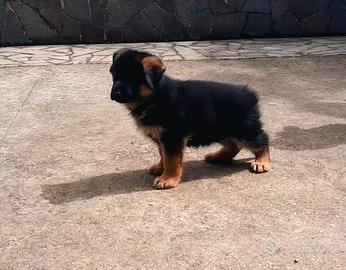 Cuccioli di Pastore Tedesco