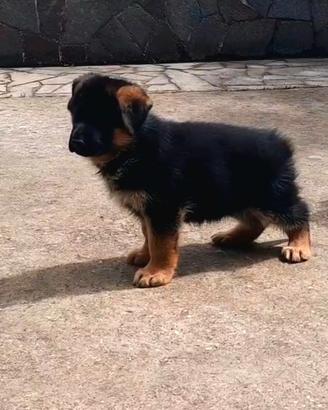 Cuccioli di Pastore Tedesco