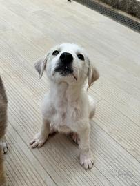 Dingo maschio socievole 3 mesi taglia media