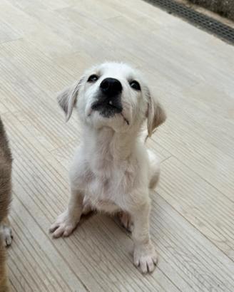 Dingo maschio socievole 3 mesi taglia media
