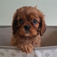 Cucciola di Cavalier king ruby con pedigree