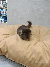Cuccioli di cincillà