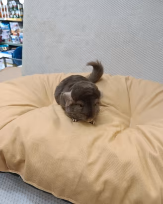 Cuccioli di cincillà