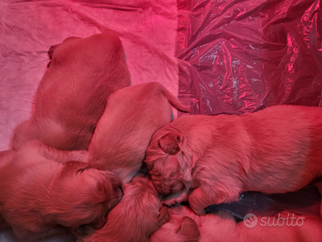 Cuccioli di Golden Retriever
