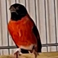 Cardinalini del venezuela