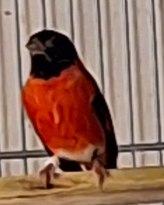 Cardinalini del venezuela